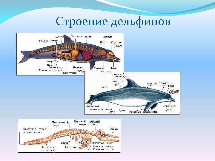 Строение дельфина в картинках