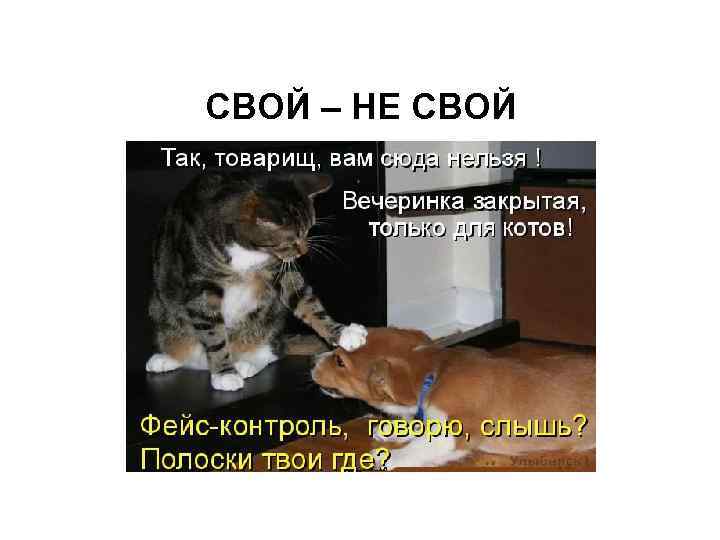 СВОЙ – НЕ СВОЙ 