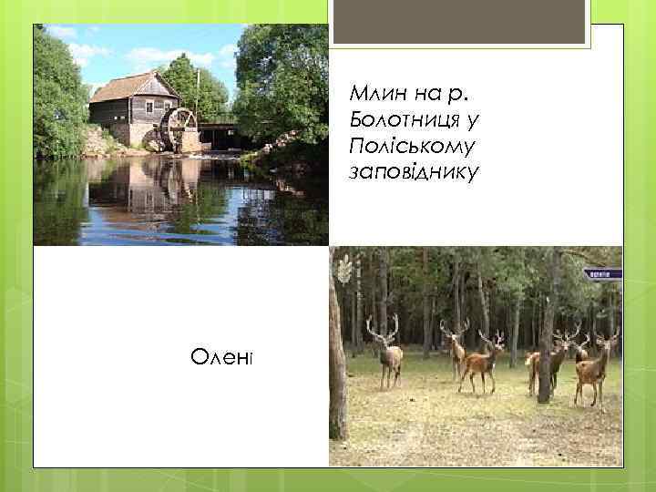 Млин на р. Болотниця у Поліському заповіднику Олені 