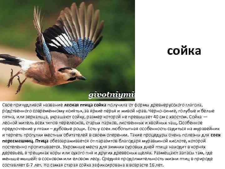 сойка Свое причудливой название лесная птица сойка получила от формы древнерусского глагола, родственного современному