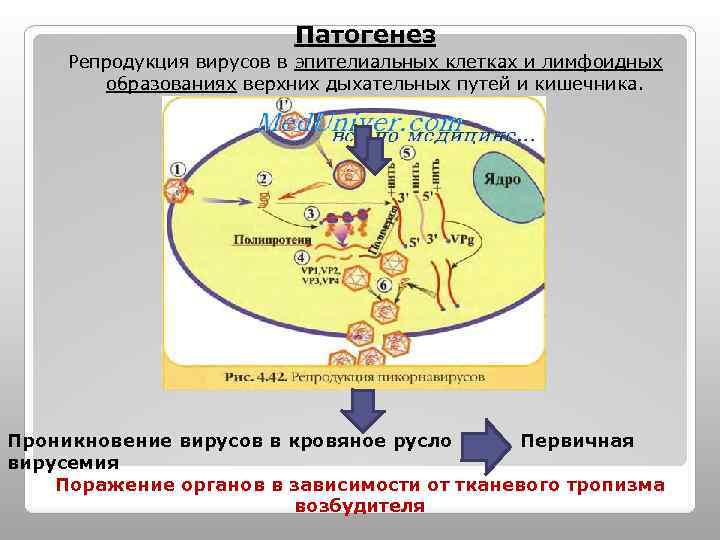 Патогенез Репродукция вирусов в эпителиальных клетках и лимфоидных образованиях верхних дыхательных путей и кишечника.