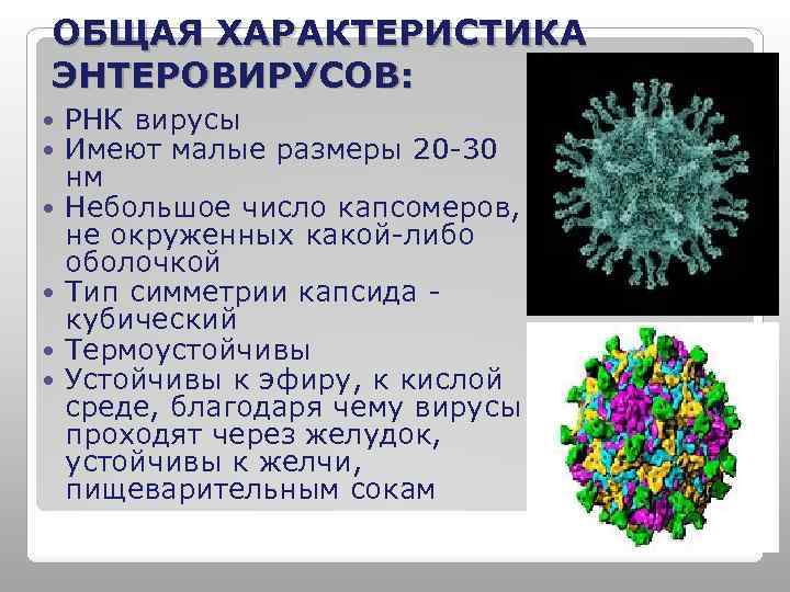 Дайте общую характеристику вирусов