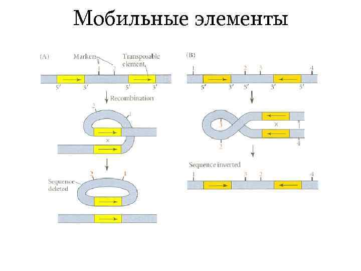Мобильные элементы 