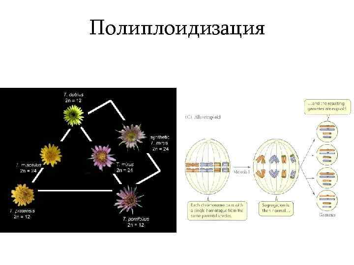 Полиплоидизация 