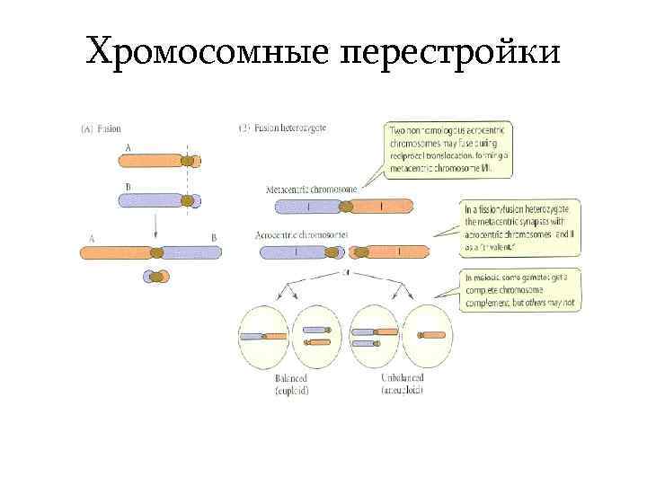 Хромосомные перестройки 