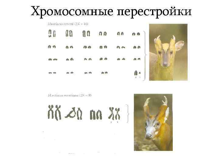 Хромосомные перестройки 