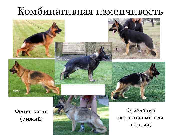 Комбинативная изменчивость Феомеланин (рыжий) Эумеланин (коричневый или черный) 