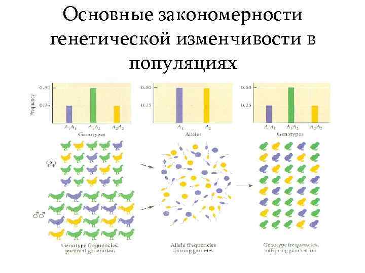 Основные закономерности генетической изменчивости в популяциях 