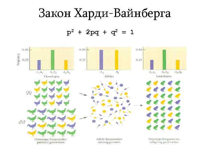 Закон Харди-Вайнберга p 2 + 2 pq + q 2 = 1 