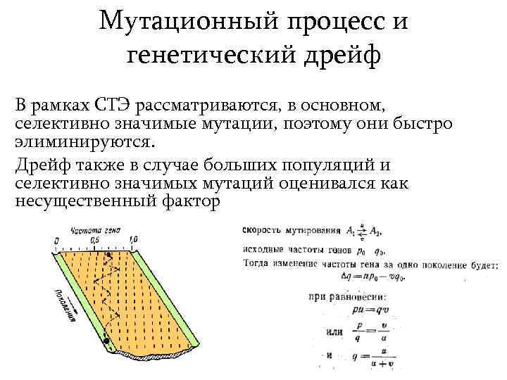 Мутационный процесс и генетический дрейф В рамках СТЭ рассматриваются, в основном, селективно значимые мутации,