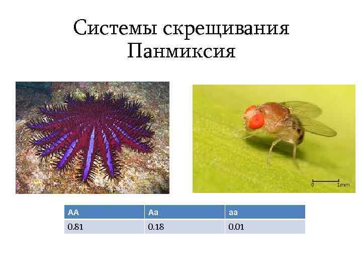 Системы скрещивания Панмиксия AA Aa aa 0. 81 0. 18 0. 01 
