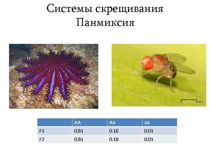 Системы скрещивания Панмиксия AA Aa aa F 1 0. 81 0. 18 0. 01