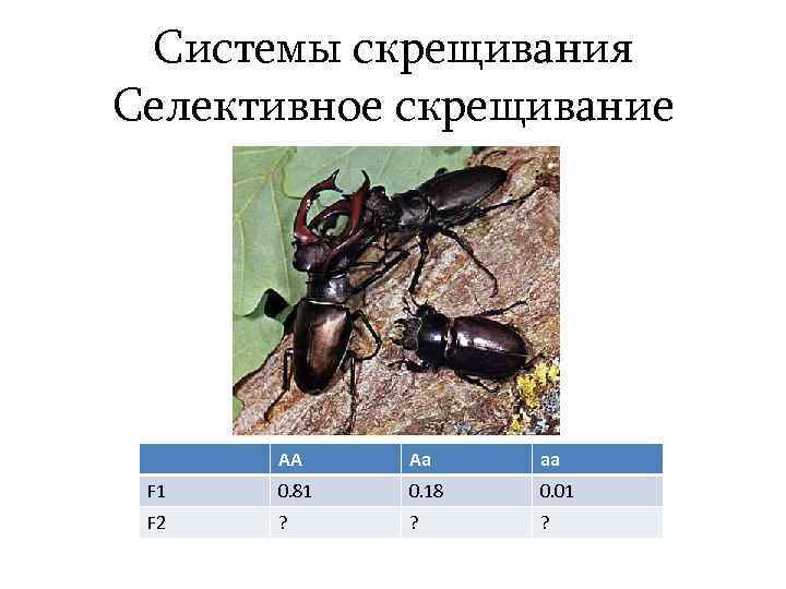 Системы скрещивания Селективное скрещивание AA Aa aa F 1 0. 81 0. 18 0.
