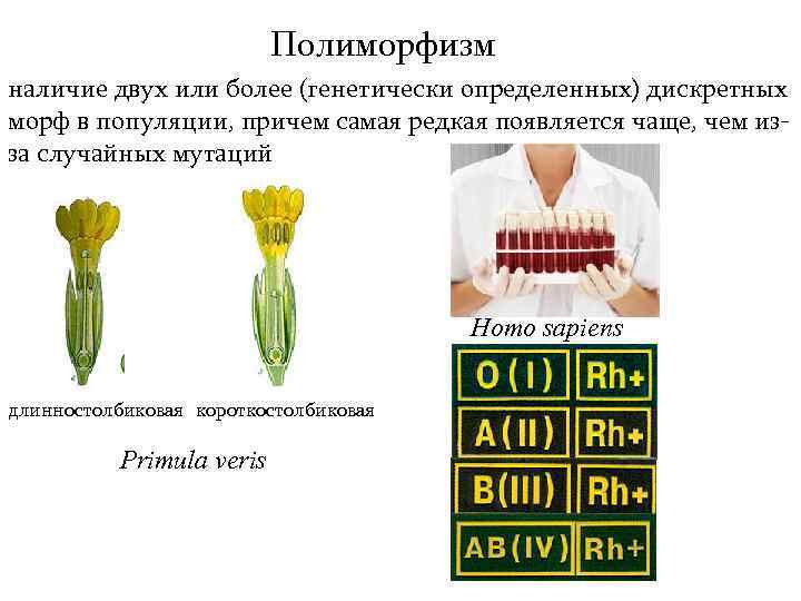 Полиморфизм наличие двух или более (генетически определенных) дискретных морф в популяции, причем самая редкая