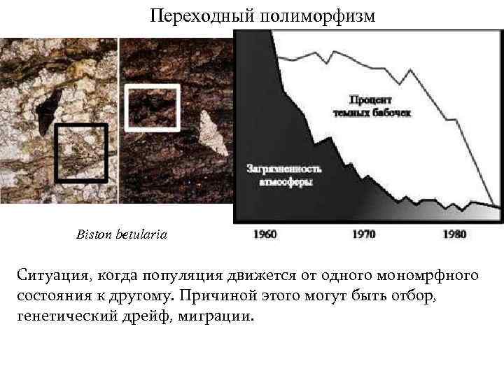 Переходный полиморфизм Biston betularia Ситуация, когда популяция движется от одного мономрфного состояния к другому.