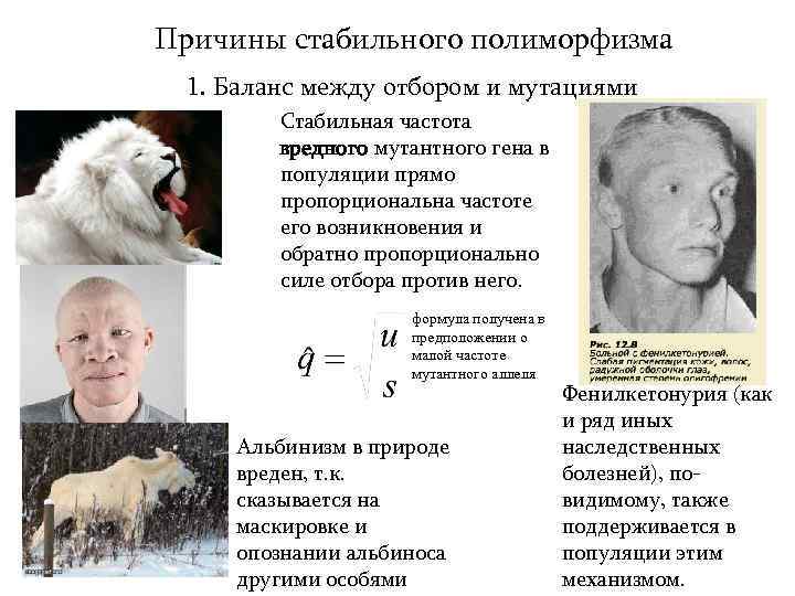 Причины стабильного полиморфизма 1. Баланс между отбором и мутациями Стабильная частота вредного мутантного гена