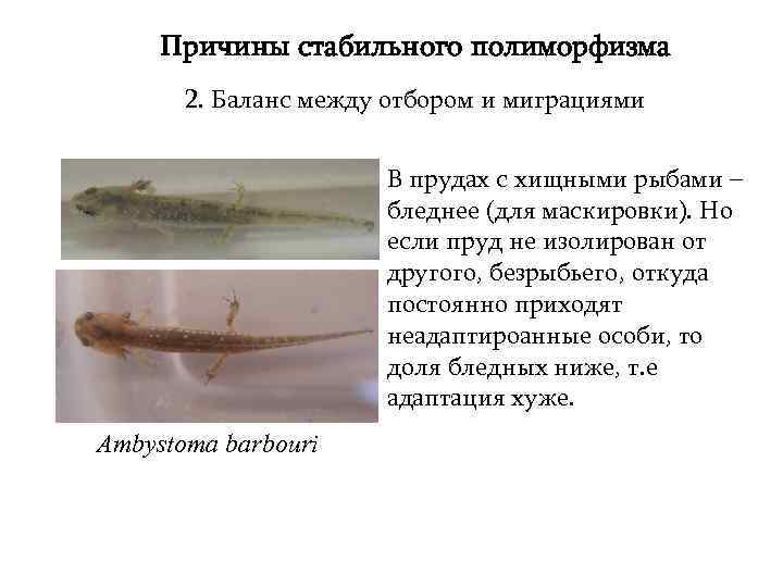 Причины стабильного полиморфизма 2. Баланс между отбором и миграциями В прудах с хищными рыбами