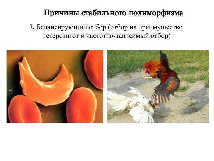 Причины стабильного полиморфизма 3. Балансирующий отбор (отбор на преимущество гетерозигот и частотно-зависимый отбор) 
