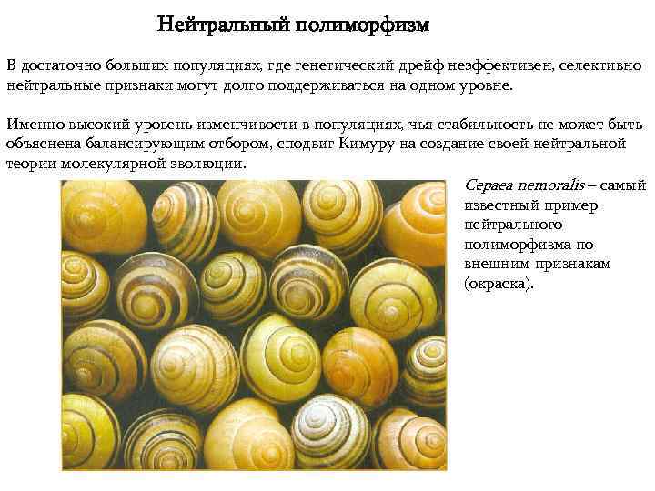 Нейтральный полиморфизм В достаточно больших популяциях, где генетический дрейф неэффективен, селективно нейтральные признаки могут