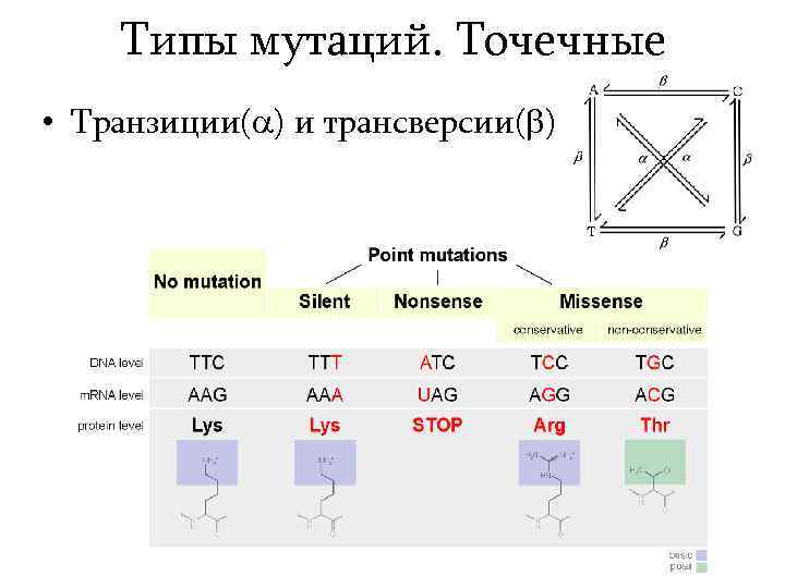 Типы мутаций. Точечные • Транзиции( ) и трансверсии( ) 