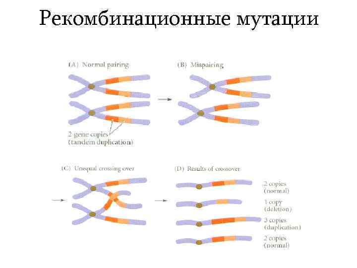 Рекомбинационные мутации 