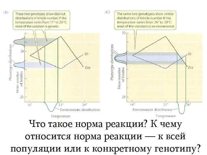 Что такое норма реакции? К чему относится норма реакции — к всей популяции или