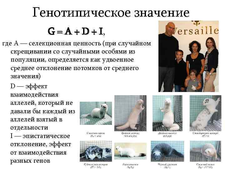 Генотипическое значение G = A + D + I, где A — селекционная ценность