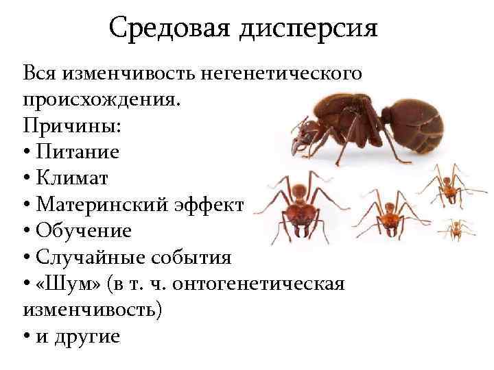 Средовая дисперсия Вся изменчивость негенетического происхождения. Причины: • Питание • Климат • Материнский эффект