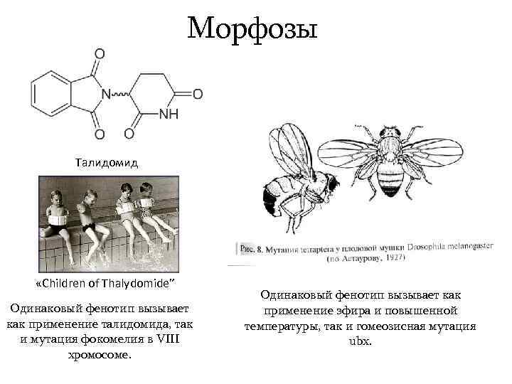 Морфозы Талидомид «Children of Thalydomide” Одинаковый фенотип вызывает как применение талидомида, так и мутация