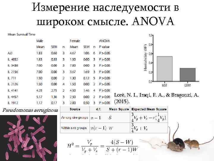 Измерение наследуемости в широком смысле. ANOVA Lorè, N. I. , Iraqi, F. A. ,