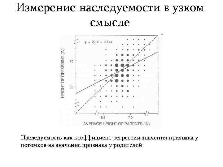 Измерение наследуемости в узком смысле Наследуемость как коэффициент регрессии значения признака у потомков на