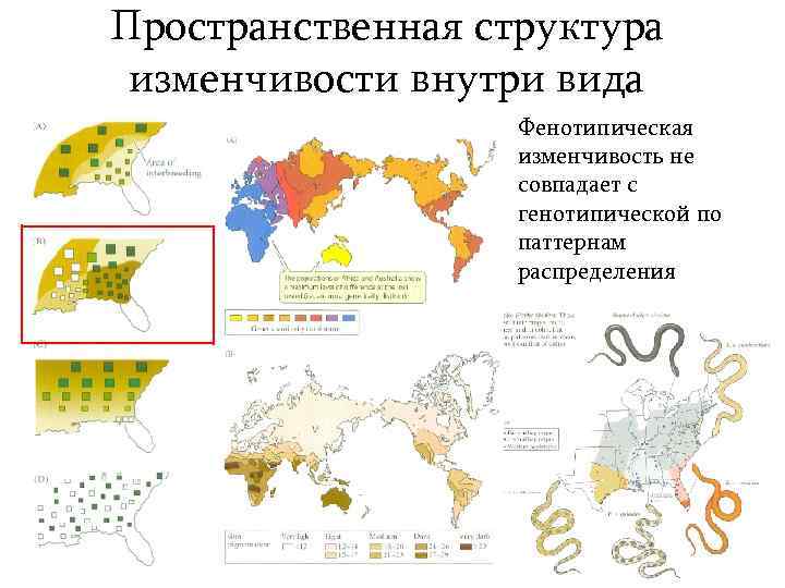 Пространственная структура изменчивости внутри вида Фенотипическая изменчивость не совпадает с генотипической по паттернам распределения