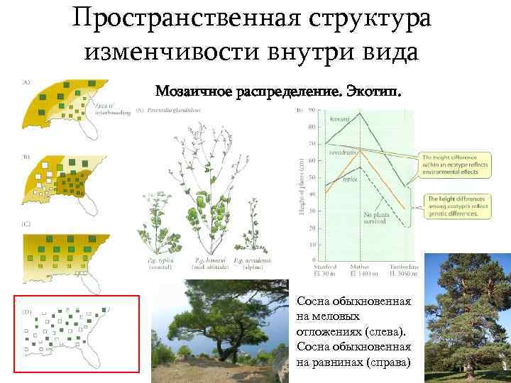 Пространственная структура изменчивости внутри вида Мозаичное распределение. Экотип. Сосна обыкновенная на меловых отложениях (слева).