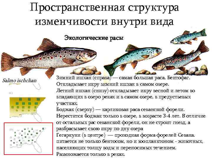 Пространственная структура изменчивости внутри вида Экологические расы Salmo ischchan Зимний ишхан (справа) — самая