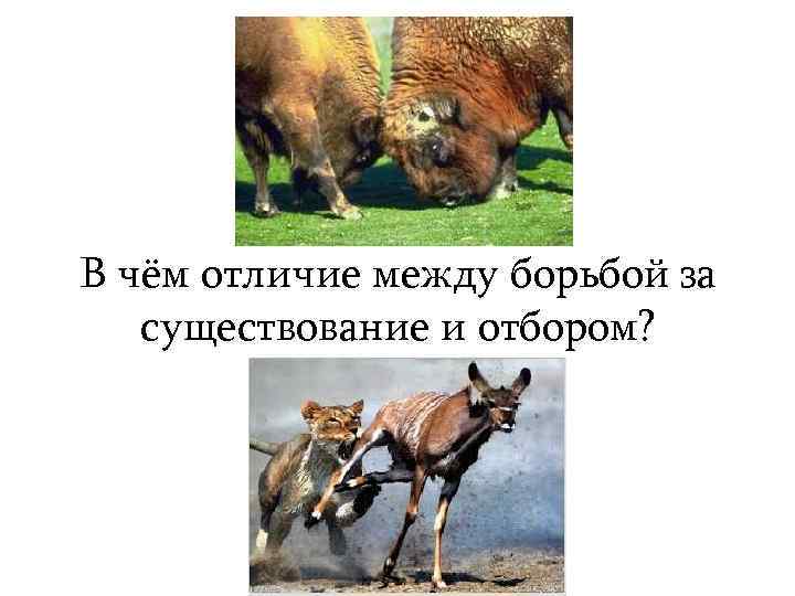 В чём отличие между борьбой за существование и отбором? 