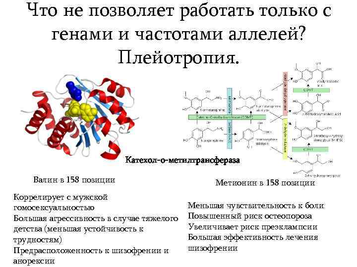 Что не позволяет работать только с генами и частотами аллелей? Плейотропия. Катехол-о-метилтрансфераза Валин в