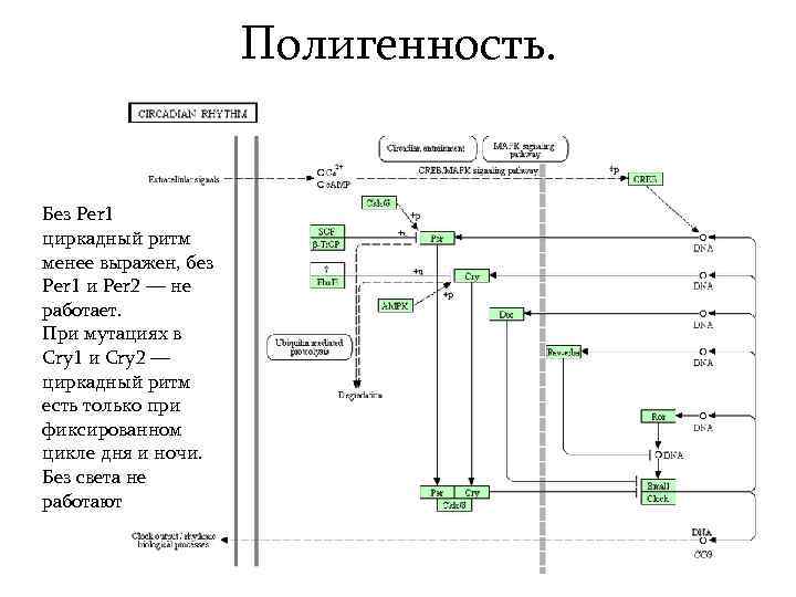 Полигенность. Без Per 1 циркадный ритм менее выражен, без Per 1 и Per 2