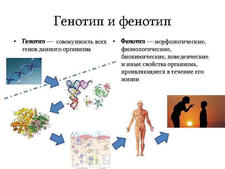 Что такое генотип. Генотип и фенотип.