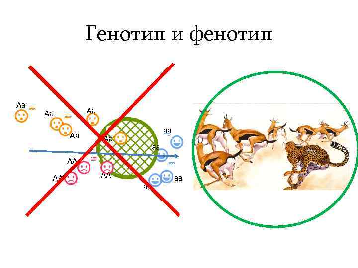 Генотип и фенотип Aa Aa Aa aa aa AA AA AA aa aa 