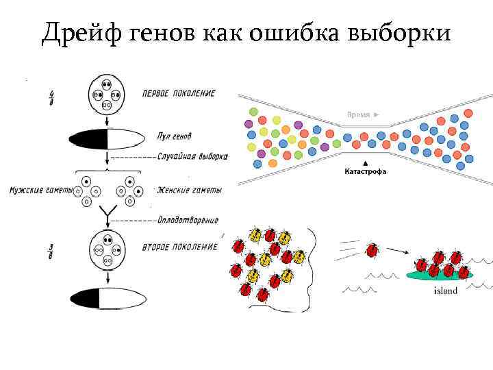 Дрейф генов схема