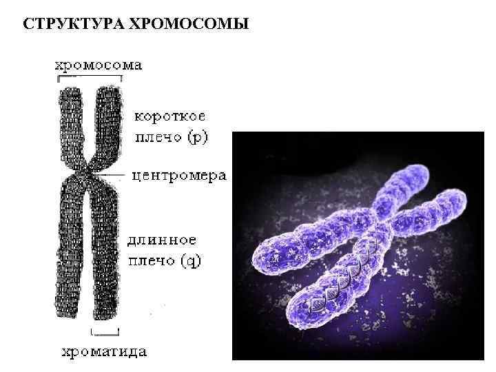 Хромосомы определяют окраску растения. Схема строения хромосомы. Строение хромосомы генетика. Хромосома строение хромосомы. Строение хромосомы плечи.