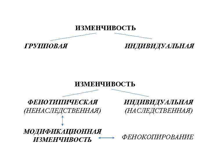 Рассмотрите рисунок приведите примеры наследственной и ненаследственной изменчивости