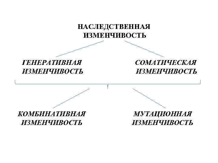 Причины лежащие в основе комбинативной изменчивости