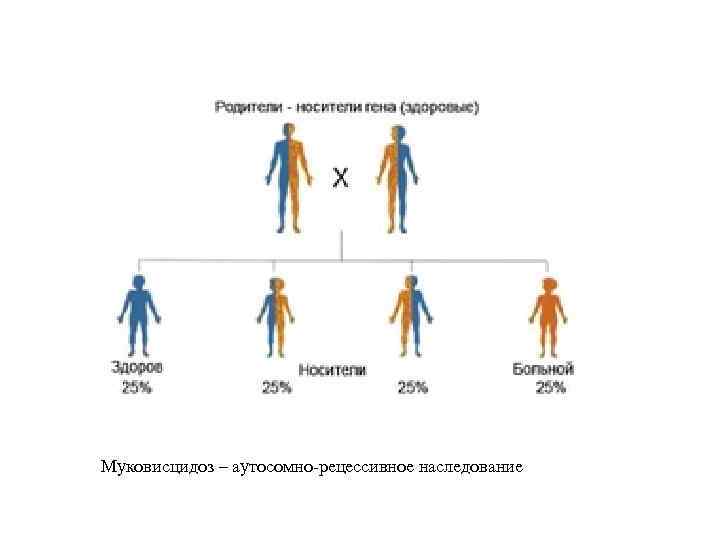 Муковисцидоз – аутосомно рецессивное наследование 