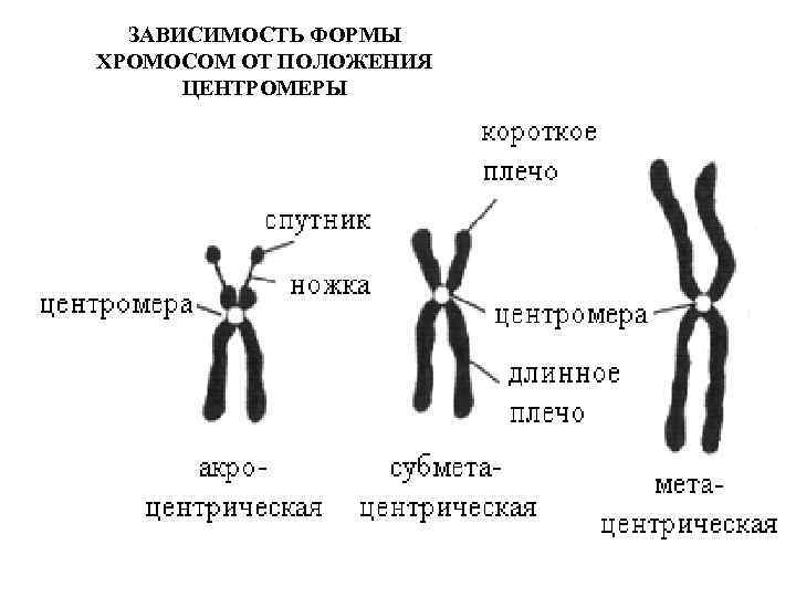 ЗАВИСИМОСТЬ ФОРМЫ ХРОМОСОМ ОТ ПОЛОЖЕНИЯ ЦЕНТРОМЕРЫ 