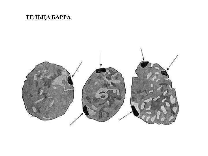 Клетки барра