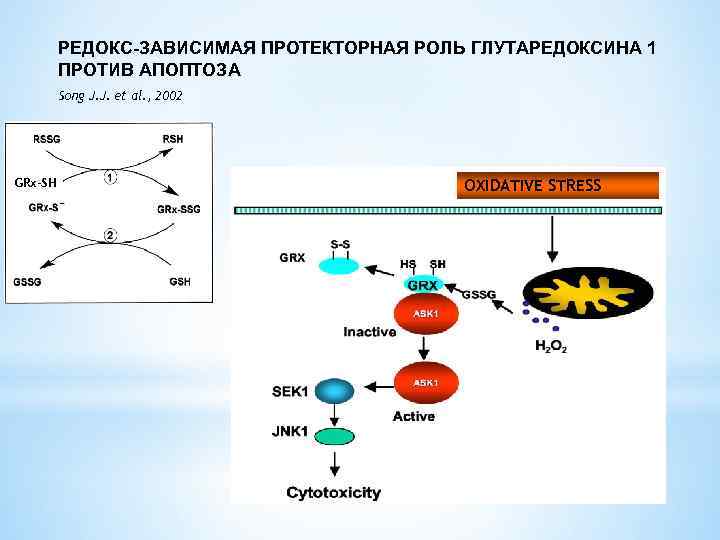 РЕДОКС-ЗАВИСИМАЯ ПРОТЕКТОРНАЯ РОЛЬ ГЛУТАРЕДОКСИНА 1 ПРОТИВ АПОПТОЗА Song J. J. et al. , 2002