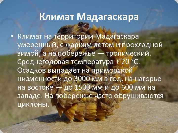 Климат Мадагаскара • Климат на территории Мадагаскара умеренный, с жарким летом и прохладной зимой,