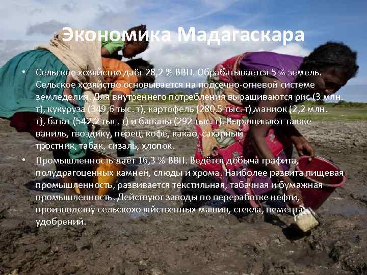 Экономика Мадагаскара • Сельское хозяйство даёт 28, 2 % ВВП. Обрабатывается 5 % земель.