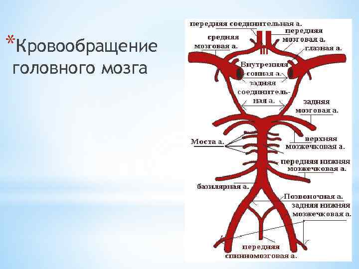 Схема мозгового кровообращения